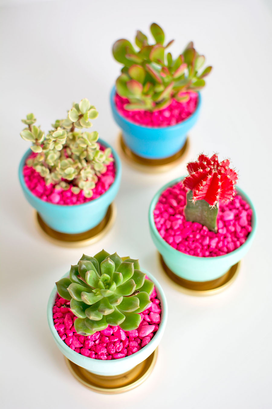 Succulents with Pink Rocks