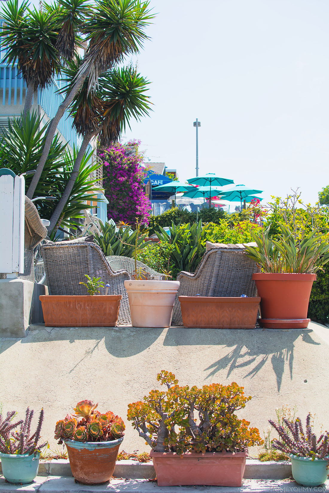 Backyard plants