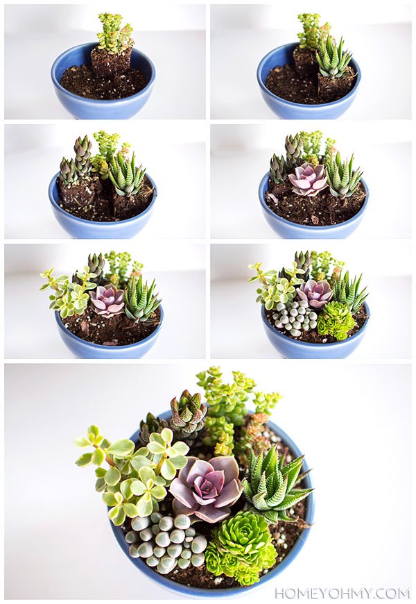 How to make a mini succulent garden