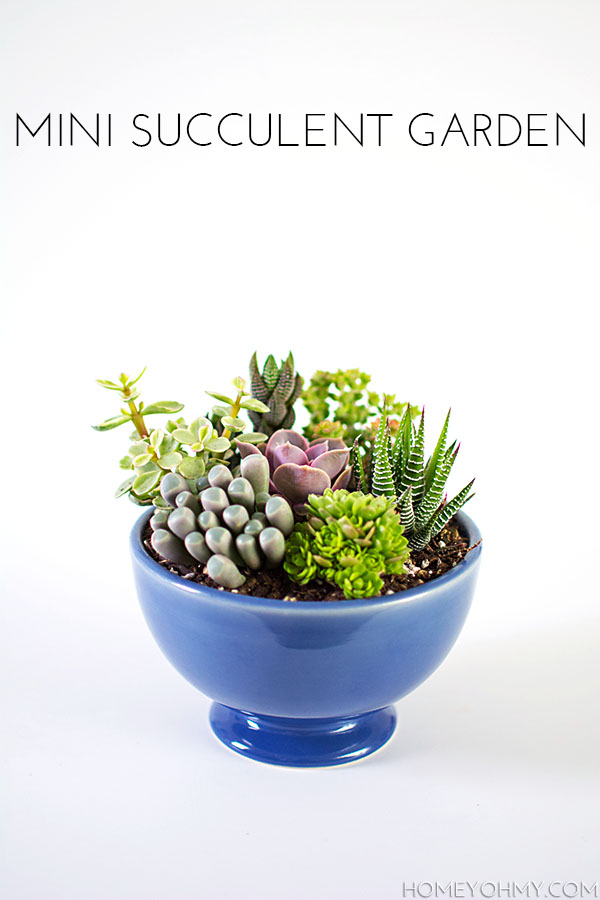 Mini Succulent Garden Homey Oh My