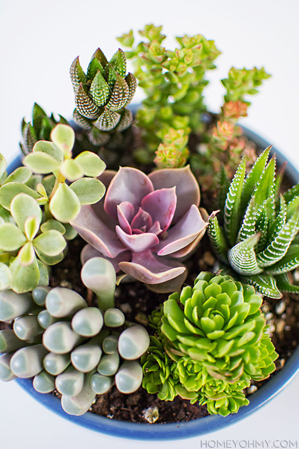Succulents mini store garden