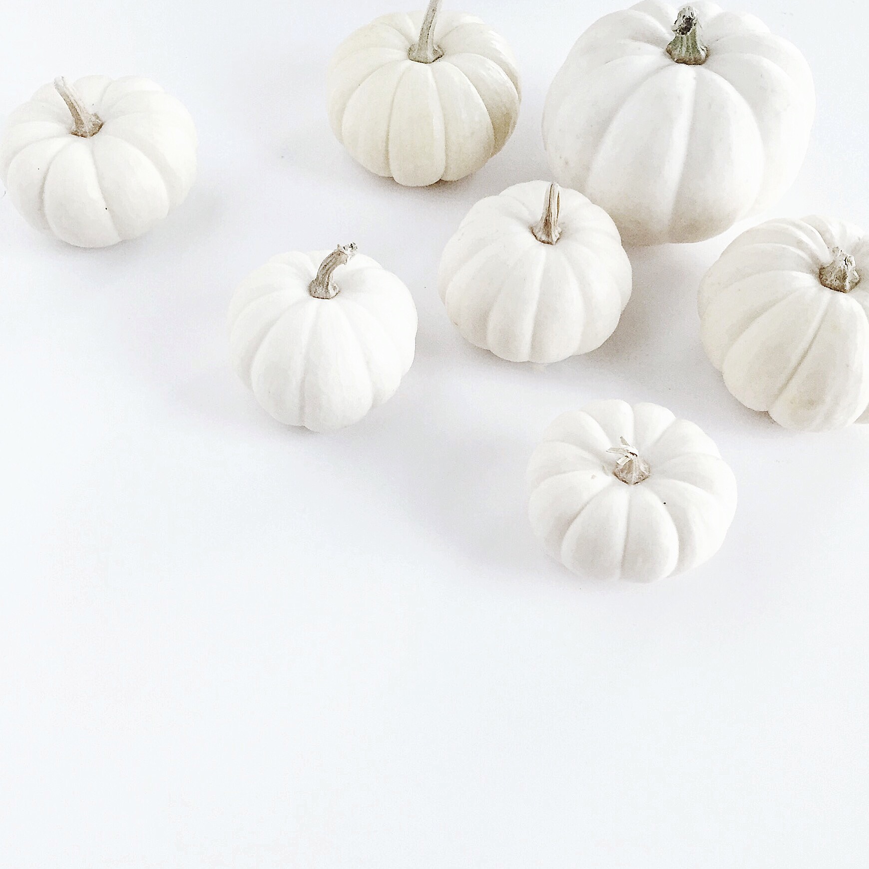 white pumpkins